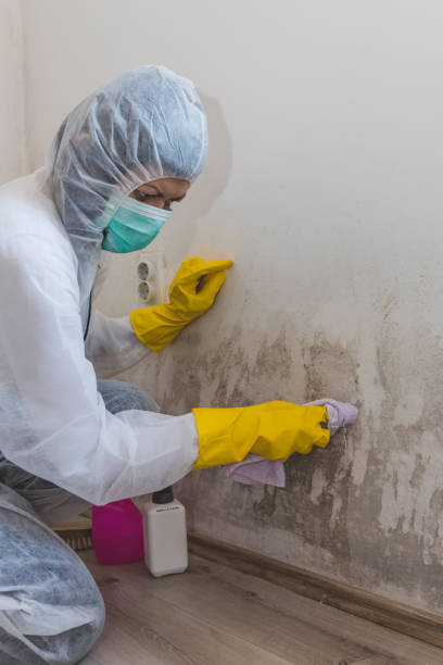 Trusted Pea Ridge, FL Mold Removal Experts
